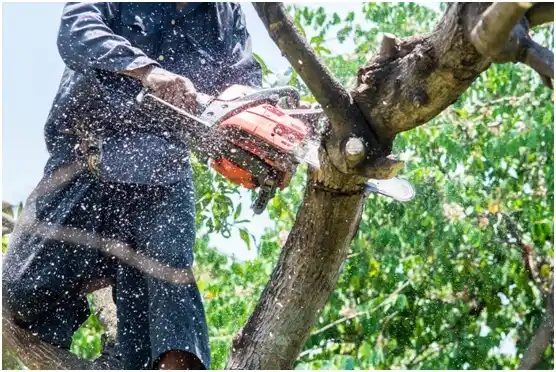 tree services Point